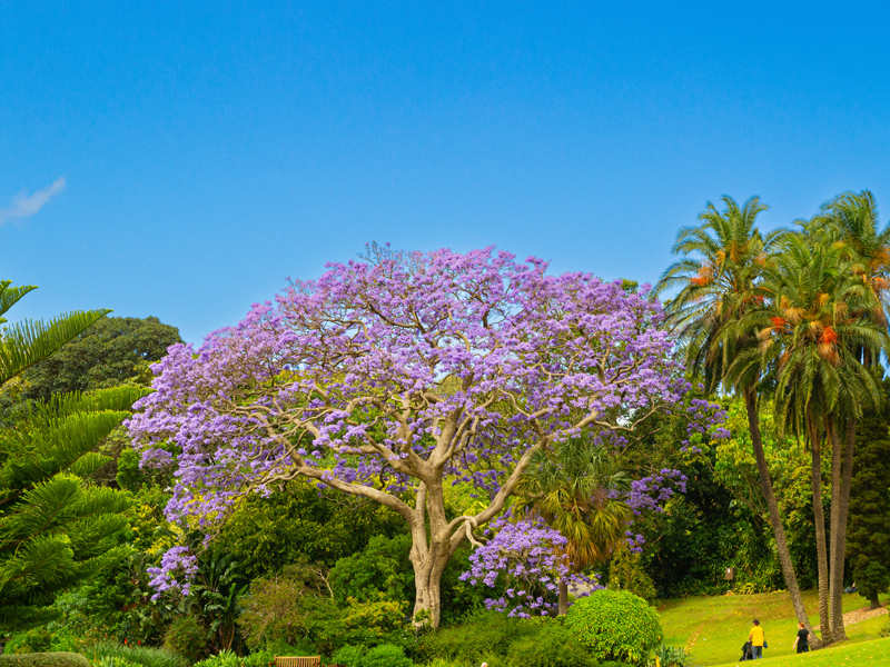 NSW Historic Explorer: Bowral, Blue Mountains & Christmas Hunter Valley Gardens