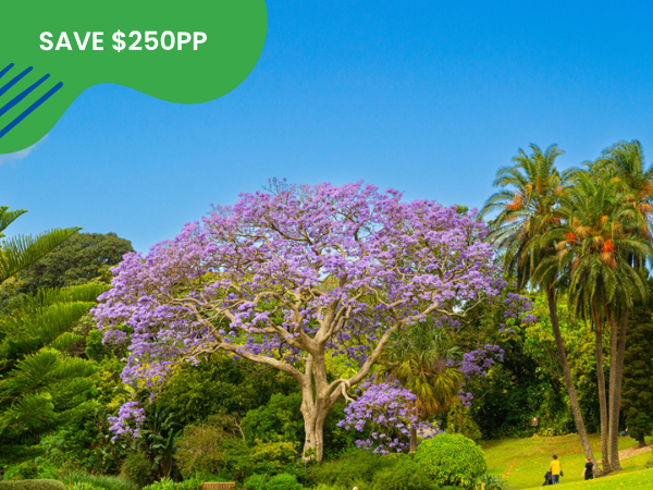 NSW Historic Explorer: Bowral, Blue Mountains & Christmas Hunter Valley Gardens