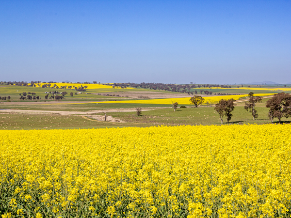 Bathurst in Spring