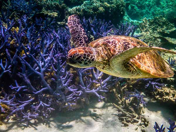 Ningaloo Marine Park