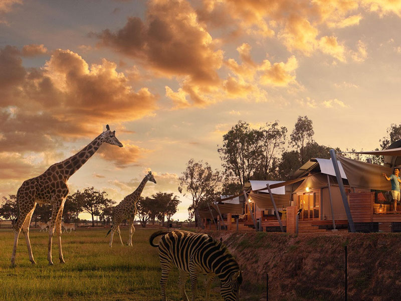 Brisbane African Zoofari & Painted Silos Tour