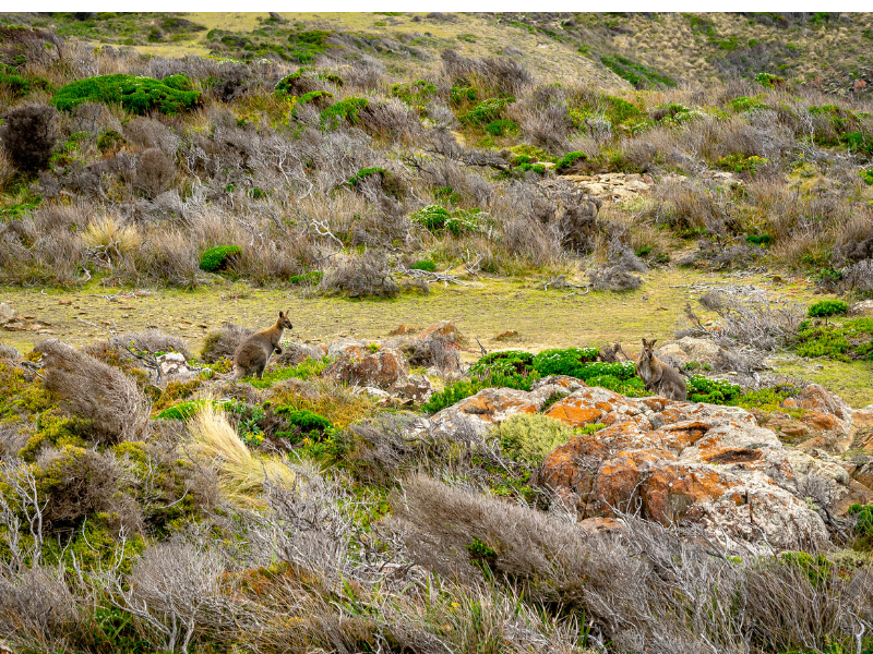 The Ultimate King Island Experience - Image 3
